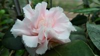 Hawaii, winterharte Kamelie, Camellia japonica