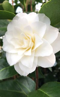 Alba Plena, winterharte Kamelie, camellia japonica