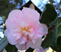 Bella Romana, winterharte Kamelie, Camellia japonica