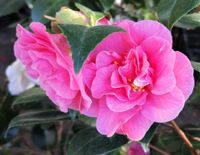 Betty Sheffield Supreme, winterharte Kamelie, Camellia japonica