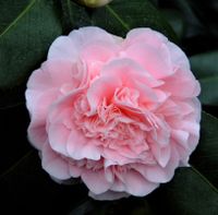Debutante, winterharte Kamelie, Camellia japonica