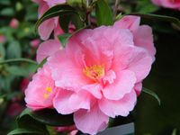 Donation, winterharte Kamelie, Camellia hybride