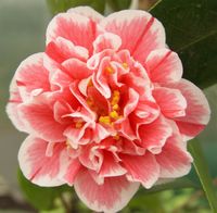 Hikarugenji, winterharte Kamelie, Camellia japonica