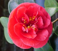 Lady Campbell, winterharte Kamelie, Camellia japonica
