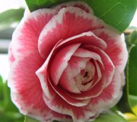 Tom Thumb, winterharte Kamelie, Camellia japonica