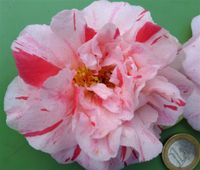 Mable Brian, winterharte Kamelie, Camellia japonica