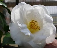 Wingster Olymp, winterharte Kamelie, Camellia japonica