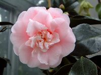 C. M. Wilson, winterharte Kamelie, Camellia japonica