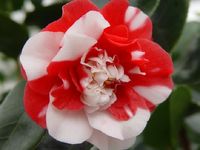 Collettii, winterharte Kamelie, Camellia japonica