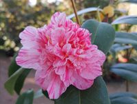 Kick Off, winterharte Kamelie, Camellia japonica