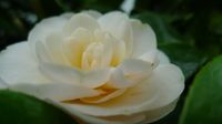 Botan Yuki, Camellia japonica